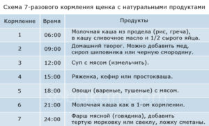 Кормление щенка спаниеля. Рацион щенков, перешедших на самостоятельное питание Чем кормить щенка спаниеля 2 месяца