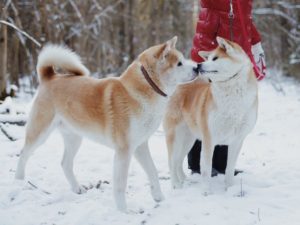 Особенности питания собак породы акита ину. Чем кормить собак породы акита-ину Акита ину кормление и содержание