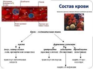 Из каких химических элементов состоит кровь. Зачем нужна кровь человеку и из каких компонентов она состоит. Основные функции эритроцитов в крови