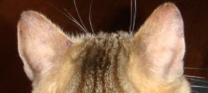У кота горячие красные уши лысеют. У кота горячие уши – что это значит. Когда горячие уши – норма