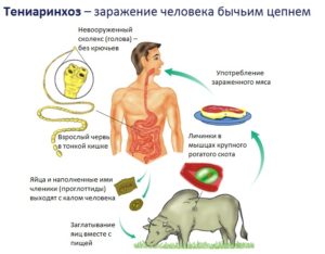 Пути заражения, симптомы и лечение бычьего цепня. Бычий цепень: симптомы, которые сигнализируют о заражении.