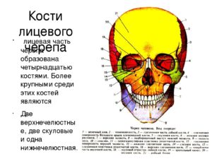 Описание костей черепа человека анатомия. Череп: строение костей головы