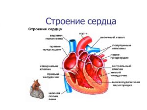 Из каких отделов состоит сердце. Сердце – как оно работает? Какие ткани входят в состав сердца