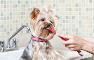 Не хочет чистить зубы й. Как чистить зубы йорку в домашних условиях? Правильно чистим зубы йоркширскому терьеру