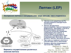 Лептин повышен препарат для снижения. Лептин (гормон) повышен - что это значит? Лептин - гормон насыщения: функции и его роль. Методы лечения повышенного лептина