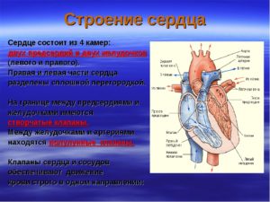 Из каких отделов состоит сердце. Сердце – как оно работает? Какие ткани входят в состав сердца