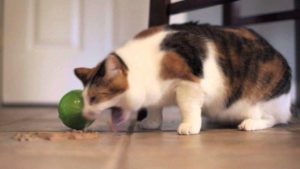 Кошка не переваривает пищу. Что делать, если котенка рвет после еды? Что делать, если кота рвет после еды
