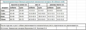 Вес и рост щенка немецкой овчарки по месяцам. Вес щенков немецкой овчарки по месяцам. Как выбрать и чем кормить щенка немецкой овчарки