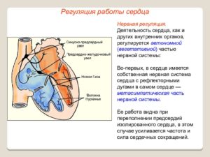 Из чего состоит сердце. Границы сердца и их проекция на поверхность грудной клетки. Нервная и гуморальная регуляция деятельности сердца человека