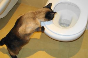 Почему собака не может сходить в туалет по-большому? Запор у собаки: частые причины и лечение