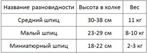 Рост шпица и его примерный вес. Предупреждение болезней или нормальный вес щенка и взрослого померанского шпица Померанский шпиц 4 месяца размер вес