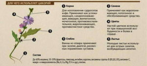 Можно ли пить цикорий на ночь: влияние на организм, польза и вред, рецепт приготовления. Цикорий полезен – сомнения нет! Он вылечит печень и диабет