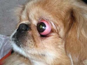 Собака, у которой выпадают глаза: породы. Оказание первой помощи. Выпадение глаз у собаки как правильно помочь мопсу Собака у которой выпадают глаза