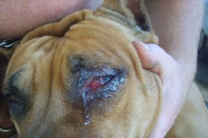 Почему у собаки идут слезы. Что делать, если у собаки текут глаза: причины, симптомы и доступные способы лечения. Как устранить слезоточивость глаз