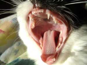 Болят ли у кошек зубы. У кошки болят зубы: проблемы и заболевания зубов у кошек. Как лечить коту зубы. Факторы, влияющие на здоровье зубов у кошки