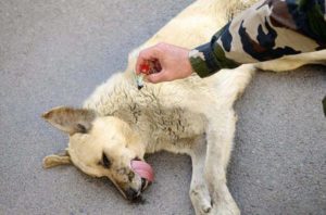 Усыпление собак: как усыпить животное безболезненно. Как усыпить собаку и сколько это стоит? Как сделать эвтаназию собаке