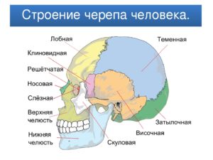 Описание костей черепа человека анатомия. Череп: строение костей головы