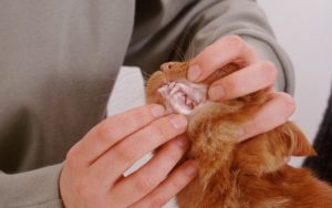 Анемия у кошек: симптомы, виды, лечение. Как лечить кошку от анемии У кота анемия что делать