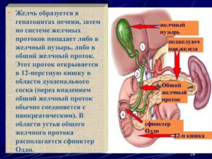 Основные симптомы запоров из за желчного пузыря