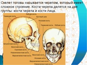 Описание костей черепа человека анатомия. Череп: строение костей головы