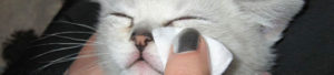 Можно ли промывать глаза кошке фурацилином. Чем промыть глаза кошке в домашних условиях. Средства для промывания глаз пушистым питомцам