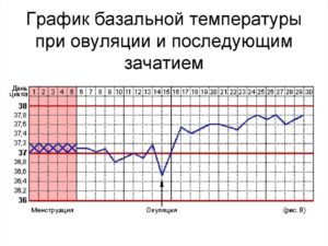 В какое время мерить базальную температуру. Измерение базальной температуры: как, когда и где мерить