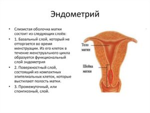 Почему не нарастает эндометрий и отсутствуют месячные. Как быстро нарастить тонкий эндометрий матки для зачатия