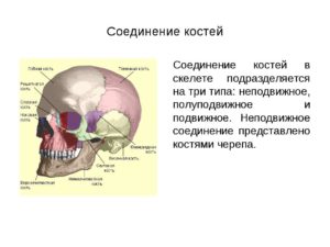 Тип соединения костей черепа человека. Соединения костей черепа. Каким образом крепятся зубы