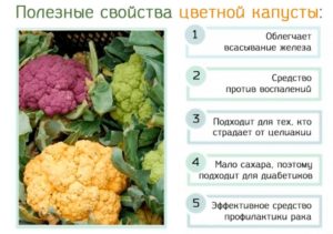 Лечебные свойства, польза и вред цветной капусты для организма человека. Цветная капуста — полезные свойства и противопоказания