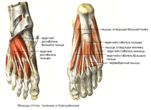 Длинный сгибатель большого пальца стопы. Растяжение связок пальцев ноги