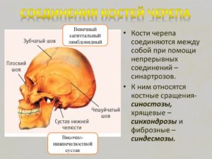 Тип соединения костей черепа человека. Соединения костей черепа. Каким образом крепятся зубы