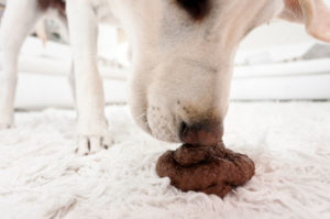 Шпиц ест свои экскременты что делать. Почему собака ест кал, чего ей не хватает. Проблемы со здоровьем