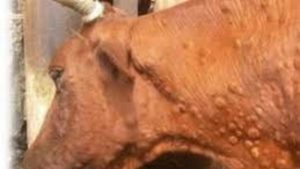 Прививка от оспы у коров. Способы лечения оспы у коров