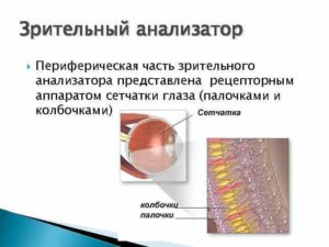 Периферическое зрение упражнения. Периферийное зрение: особенности, нарушения и тренировка. Строение сетчатки глаза: палочки и колбочки