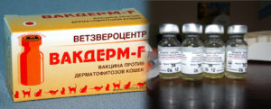 Вакцина от лишая для кошек вакдерм инструкция. Вакдерм-F для кошек. Вакдерм в лечении грибковых заболеваний