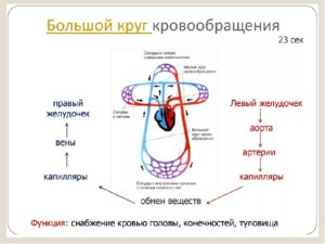 Два круга обращения имеют. Большой и малый круги кровообращения. Анатомическое строение и основные функции