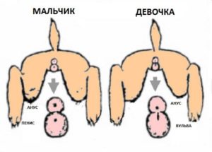 Во сколько месяцев появляются яйца у кроликов. Разбираемся, как определить пол кролику: половые признаки, инструкции по осмотру. Определяем пол у взрослых кролей