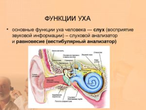 Строение уха человека и функции его частей. Анатомия уха человека