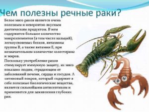 Речной рак: описание и виды. Среда обитания речного рака. Сколько живут и польза от речного рака. Чем питаются раки