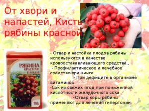 Рябина красная: полезные свойства, противопоказания, польза и вред. Красная рябина — польза и вред для здоровья