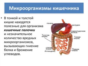 Бактерии в толстом кишечнике человека. Роль микрофлоры в толстом кишечнике