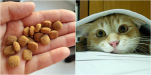 Сухой кошачий корм своими руками. Как сделать сухой корм для кошки своими руками (рецепты). Почему лучше готовить кошкам самому