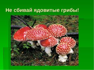 Кому в лесу нужны ядовитые грибы. Грибы ядовитые