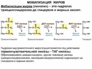 Что такое липаза и норма фермента в крови? Ферментные препараты на основе липазы против жира и целлюлита