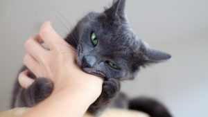 Котенок кусает руки и ноги что делать. Как отучить кота быть агрессором: кусаться, кидаться и царапаться