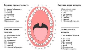 Сколько зубов можно вылечить за один прием. Лечение коренных зубов у взрослых. Другие состояния, при которых лечение зубов опасно