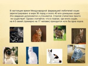 Сколько в мире котов и кошек. Сколько пород кошек существует в мире