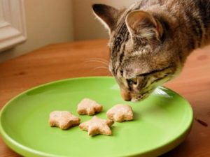 Сухой кошачий корм своими руками. Как сделать сухой корм для кошки своими руками (рецепты). Почему лучше готовить кошкам самому