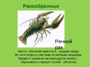 Речной рак: описание и виды. Среда обитания речного рака. Сколько живут и польза от речного рака. Чем питаются раки