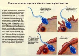 Как часто обновляется сперма (точный период для сперматозоидов). Через сколько времени обновляется сперма – период обновления сперматозоидов